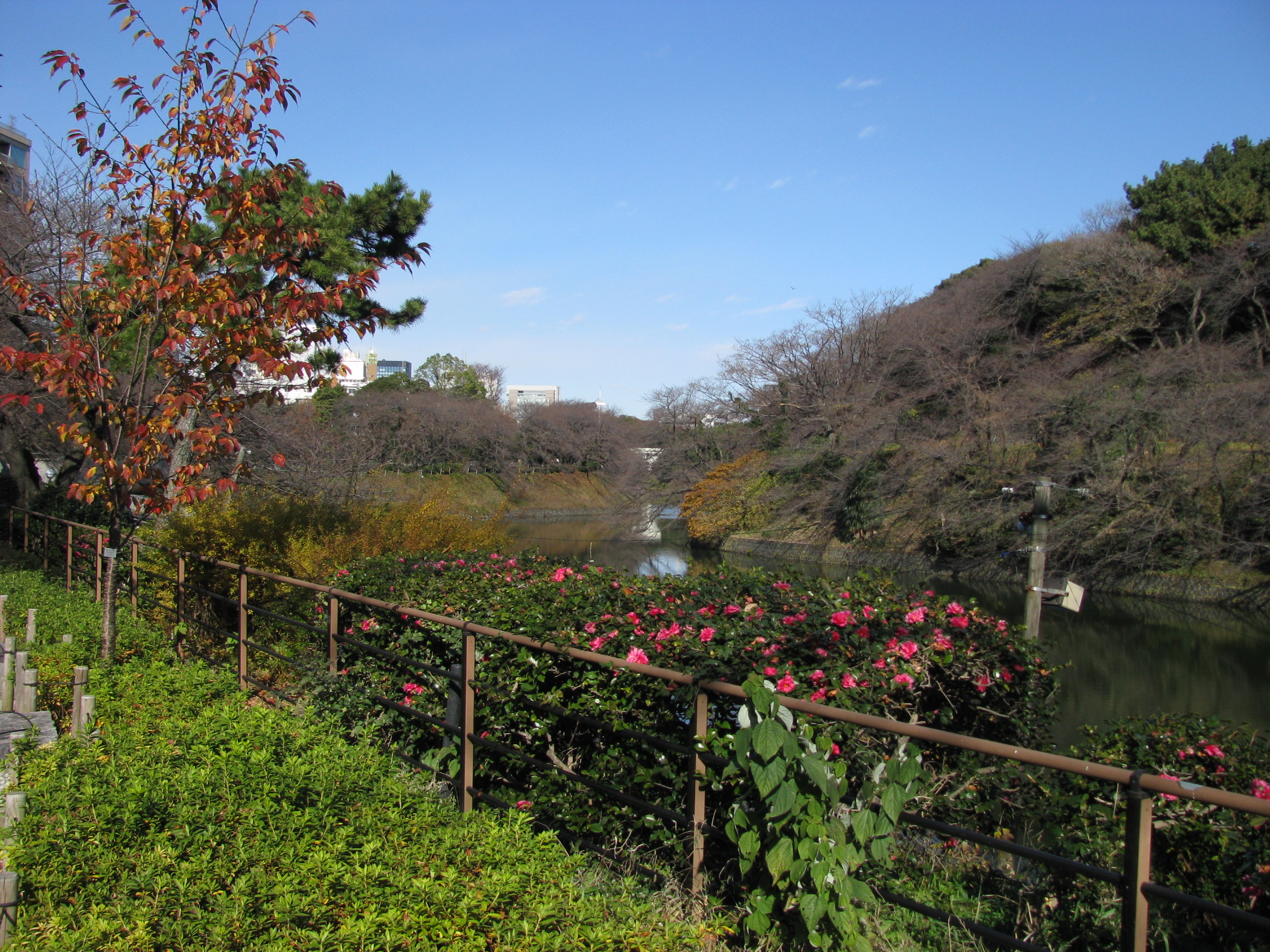 Cherry trees in full bloom over the Chidorigafuchi moat in Tokyo with rowboats during Japan's sakura season