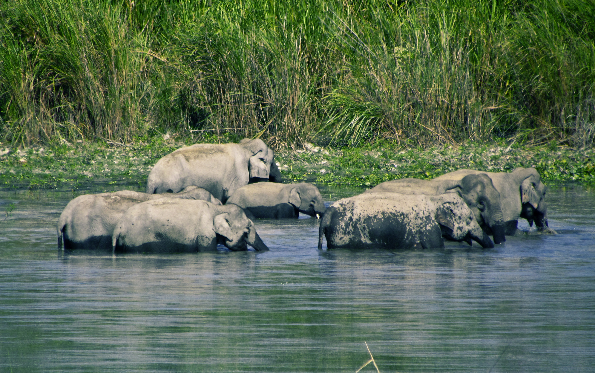 10 Places To Visit In Kaziranga, Tourist Places In Kaziranga ...