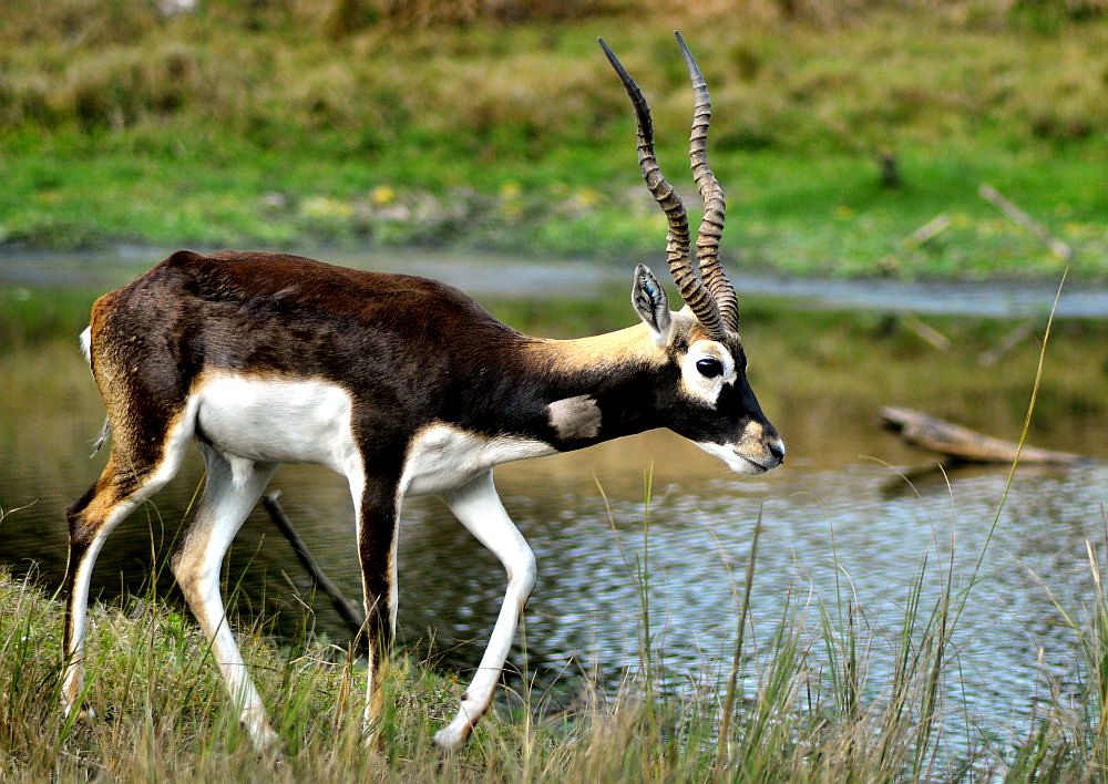 Blackbuck животное