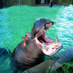 Places To Visit Near Around Barcelona Zoo Barcelona With Map Ixigo Trip Planner
