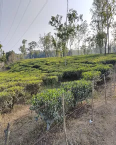 Silchar Tea Estate