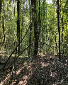 Mawphlang Sacred Forest